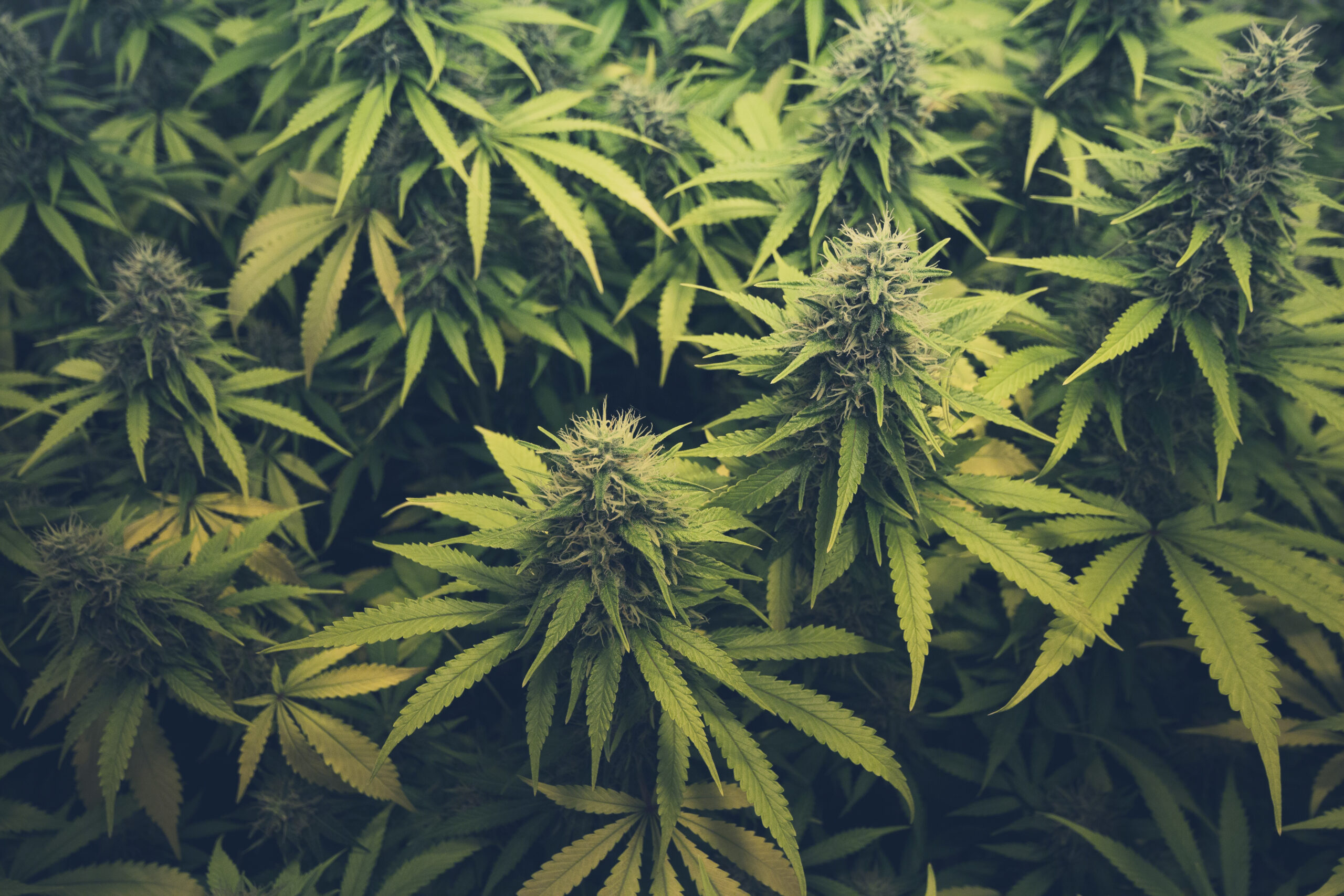 El mercado de marihuana recreativa supera a GA, a la espera de la firma de Spanberger 1 cannabisstock escamoso